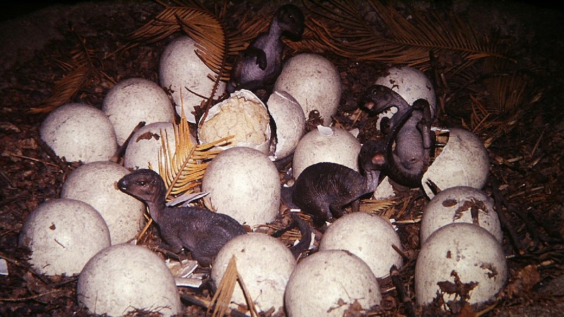 Descubren en Brasil cinco huevos fosilizados de una especie "desconocida" de dinosaurio carnívoro  que vivió hace más de 60 millones de años