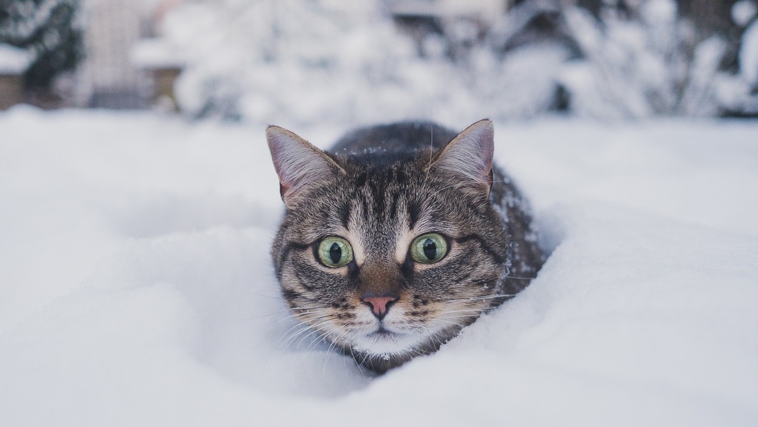 "Starlink funciona muy bien hasta que los gatos descubren el plato": mininos hallan el lugar ideal para tomar un baño de sol durante el invierno