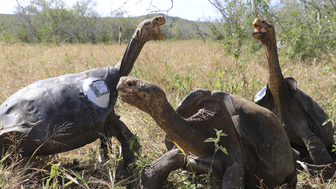 Científicos descubren cuatro nuevos virus en las tortugas gigantes de las islas Galápagos (y hay un factor que podría ser clave)