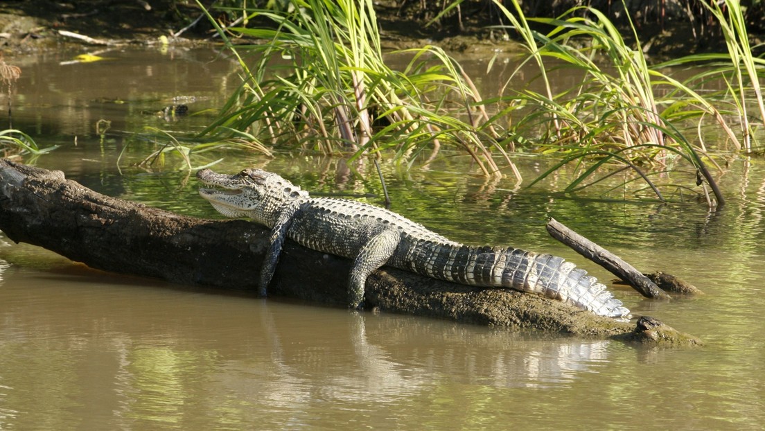 Captan a una mujer desaparecida hace tres semanas mientras nada en un río habitado por caimanes (VIDEO)