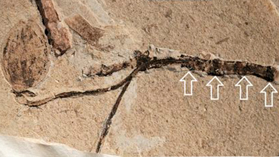 Hallan en China un brote floral de 164 millones de años que podría resolver un misterio "abominable" de Darwin