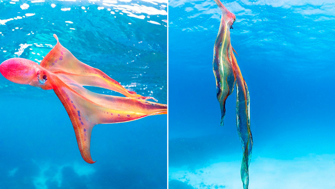 VIDEO: Bióloga marina graba un "encuentro único" con un raro pulpo manta
