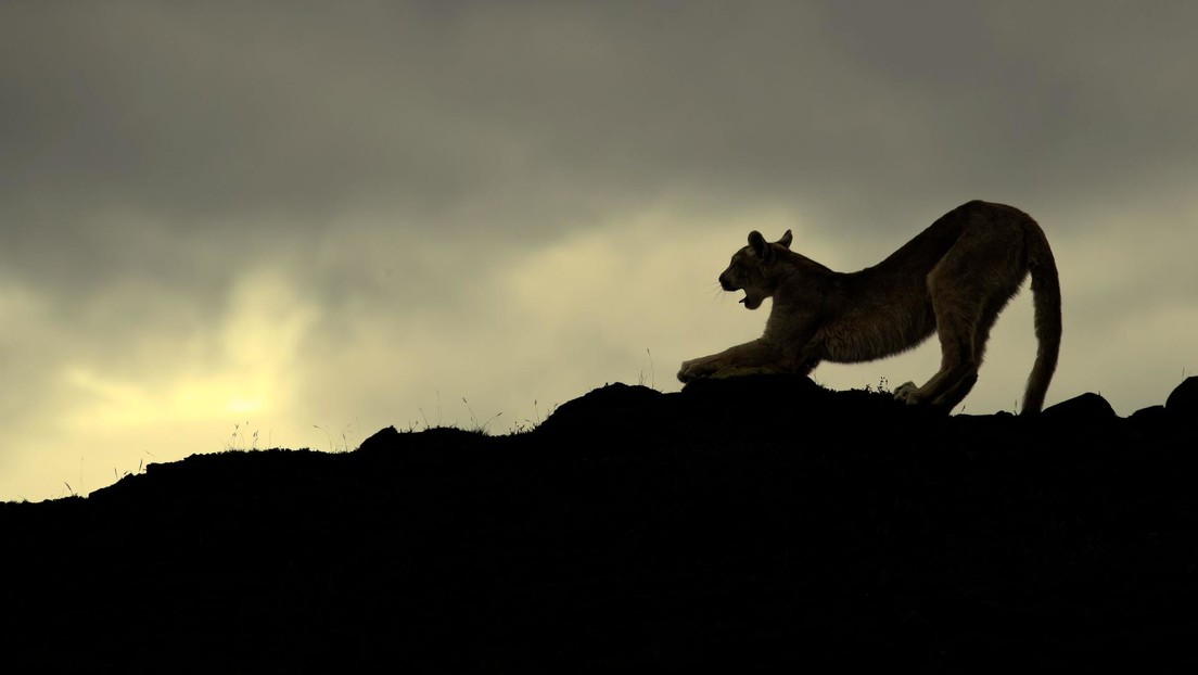 VIDEOS: Captan un enfrentamiento entre dos leones de montaña en plena calle (y uno acaba muerto)