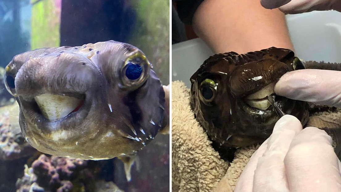 VIDEO: A un pez erizo le crece tanto la dentadura que no puede comer (y es operado bajo anestesia)