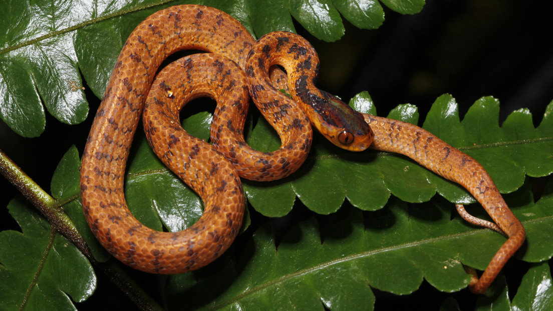 Encuentran más de 220 nuevas especies de animales y plantas en la región del Gran Mekong (FOTOS)