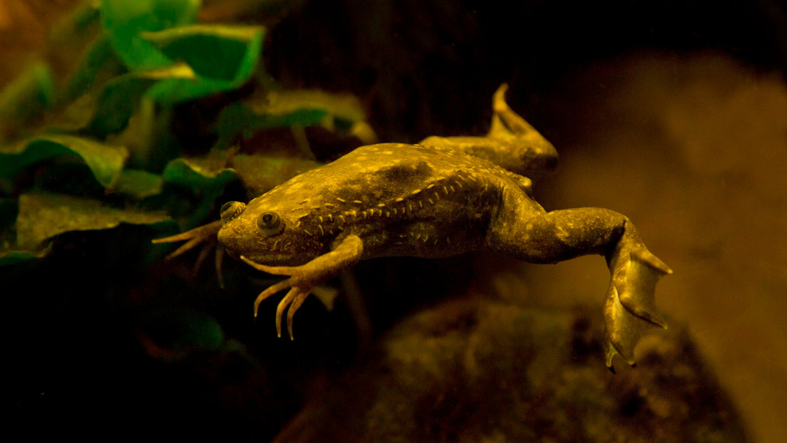 Biólogos hacen crecer patas a las ranas tras la amputación y dan esperanza a las personas que perdieron sus extremidades