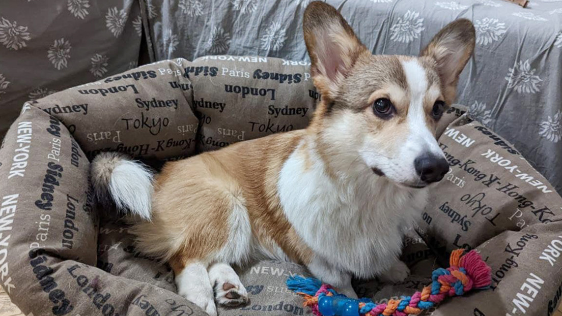 Un taxista de Moscú interrumpe su viaje con una pasajera para socorrer a un perro atropellado y llevarlo gratis hasta el veterinario