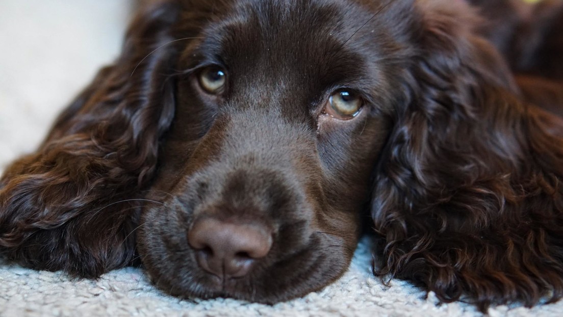 VIDEO: La desilusión de un cachorro cuando su dueño se va a pasear sin él se hace viral en TikTok y ya ha sido vista más de 10 millones de veces
