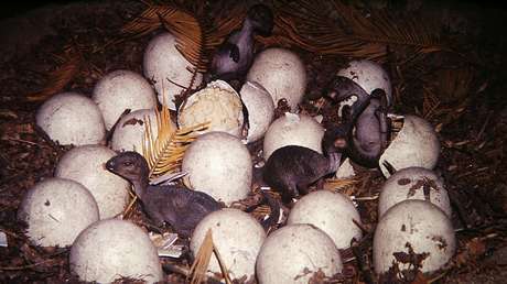 Descubren en Brasil cinco huevos fosilizados de una especie "desconocida" de dinosaurio carnívoro que vivió hace más de 60 millones de años