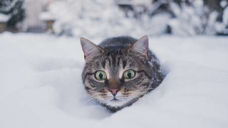 "Starlink funciona muy bien hasta que los gatos descubren el plato": mininos hallan el lugar ideal para tomar un baño de sol durante el invierno