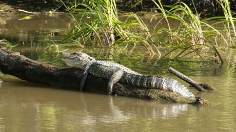 Captan a una mujer desaparecida hace tres semanas mientras nada en un río habitado por caimanes (VIDEO)