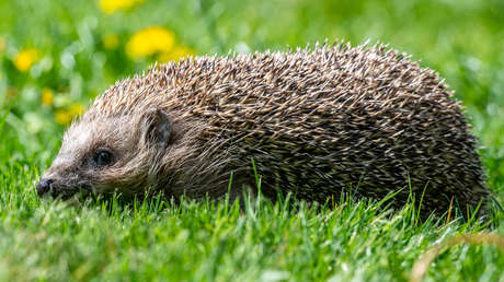Científicos descubren que una superbacteria surgió en los erizos y "no fue el uso de la penicilina lo que condujo a su aparición"