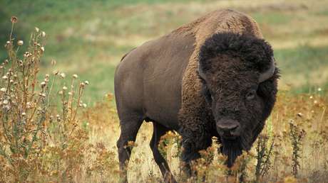 VIDEO: Un búfalo irrumpe en un local de comida y hace saltar por los aires al dueño del negocio