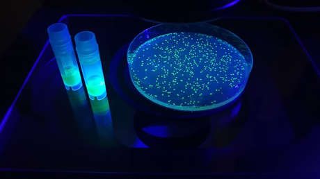 Un biosensor fluorescente rastreará inflamaciones desde dentro de los tejidos