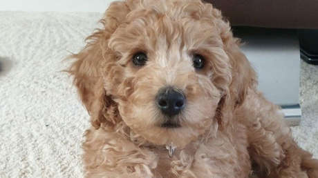 Una mujer tiene que sacrificar a su perro después de llevarlo a una peluquería, donde pasó 30 minutos en una cabina de secado