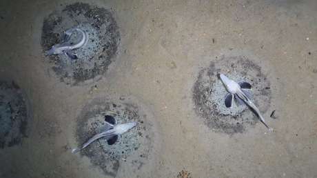 Descubren en el Antártico la mayor zona de cría de peces jamás vista, con unos 60 millones de nidos (VIDEO)