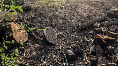 Dos hermanos enfrentan cargos graves en EE.UU. por cortar un nogal negro de 250 años