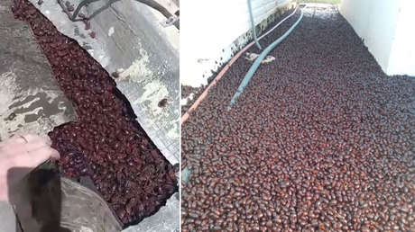 Millones de escarabajos "invaden" una ciudad argentina y la dejan a oscuras (FOTOS, VIDEO)