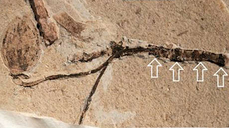 Hallan en China un brote floral de 164 millones de años que podría resolver un misterio "abominable" de Darwin