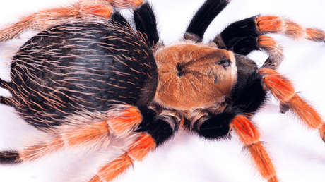 Científicos descubren un nuevo parásito asesino de tarántulas y lo nombran en honor al actor Jeff Daniels