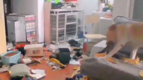 VIDEO: Su perro le destroza la casa mientras cumple con una cuarentena de dos semanas en otro lugar