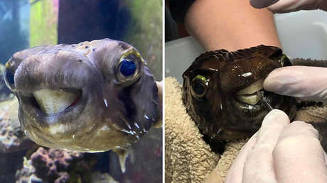 VIDEO: A un pez erizo le crece tanto la dentadura que no puede comer (y es operado bajo anestesia)