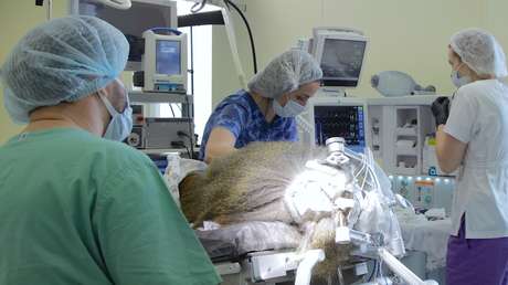 Científicos rusos instalan por primera vez un neuroimplante visual en un mono y en un futuro podría permitir recuperar la vista a personas ciegas