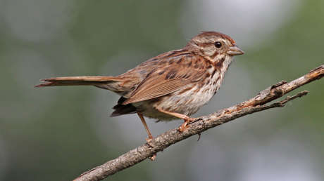 Descubren que los gorriones cantores poseen un "talento extremadamente raro" para no repetir sus cantos y captar la atención de su audiencia