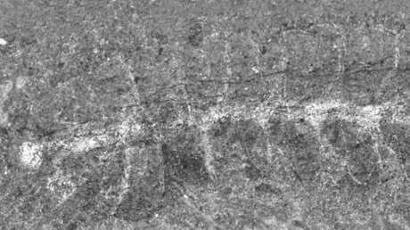 Descubren dos extraordinarios fósiles de 508 millones de años que aún conservan el sistema nervioso central