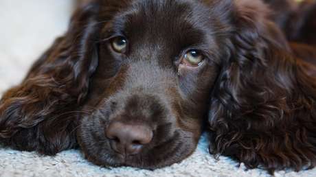VIDEO: La desilusión de un cachorro cuando su dueño se va a pasear sin él se hace viral en TikTok y ya ha sido vista más de 10 millones de veces