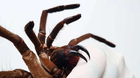 Descubren cómo la extremadamente dolorosa mordedura de la araña babuino real podría ayudar a curar el dolor crónico
