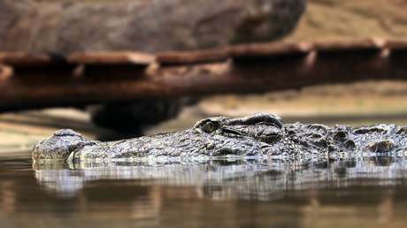 Buscan los restos de un paciente que tras escaparse del hospital psiquiátrico, terminó en un río con cocodrilos