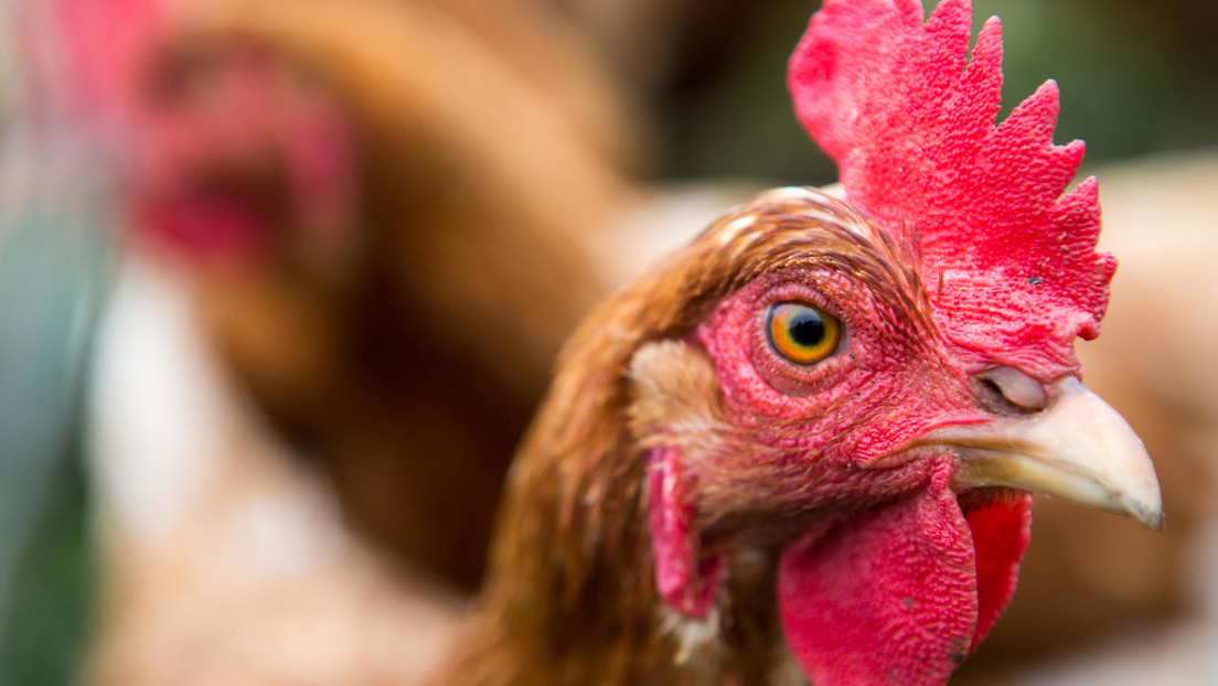 "Henny Penny": un peculiar intruso intenta colarse al Pentágono (y resulta ser una gallina)