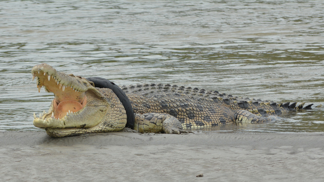 Un cocodrilo de 5 metros de largo, que llevaba 6 años atrapado en un neumático, es liberado por un aldeano indonesio