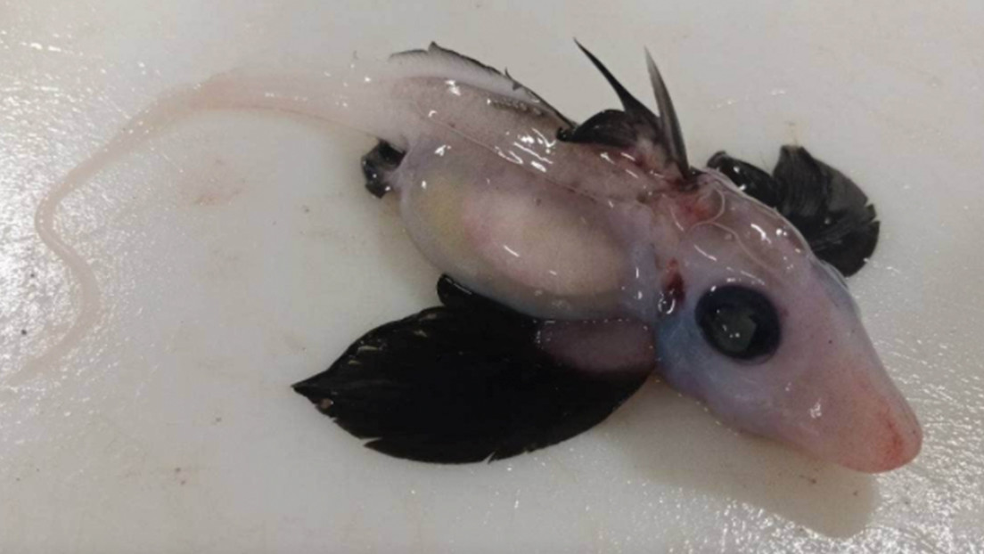 Encuentran en las profundidades del océano un raro tiburón fantasma bebé