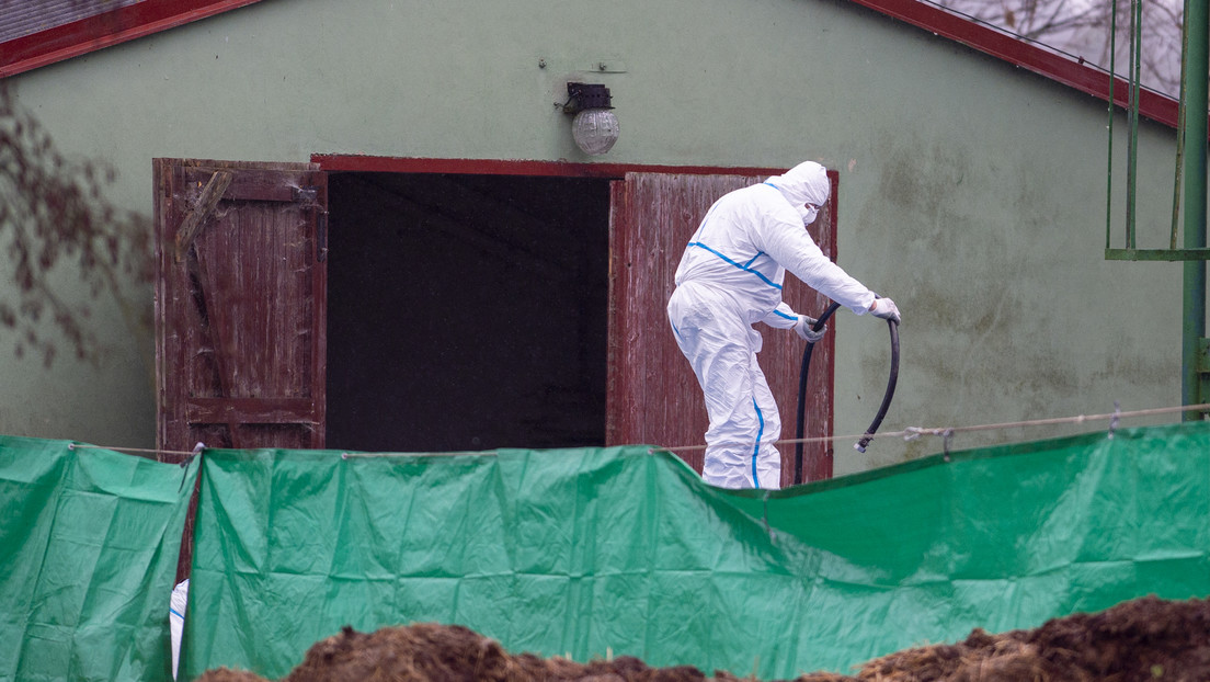 Detectan en EE.UU. una peligrosa variante de la gripe aviar en una instalación privada