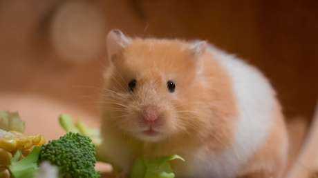 Un estudio confirma las primeras transmisiones de covid-19 de hámster a humano del mundo