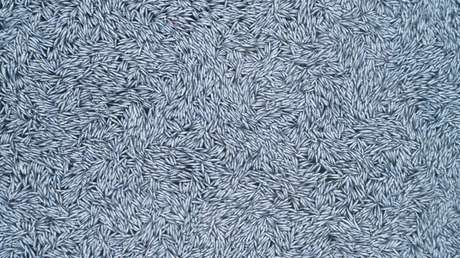 El segundo buque pesquero más grande del mundo arroja 100.000 peces muertos frente a la costa en Francia (FOTOS)