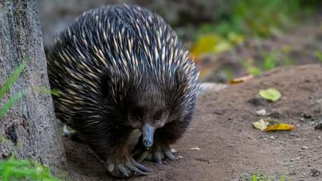 Piden a los ciudadanos recolectar heces para rastrear equidnas en Australia
