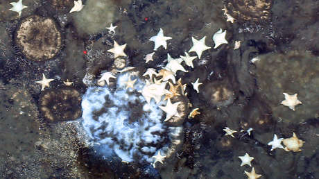 Esponjas marinas sobreviven en las condiciones extremas del fondo del océano Ártico alimentándose de restos de animales extintos