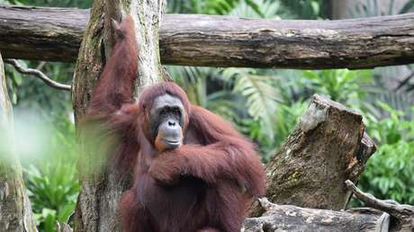 Los orangutanes podrían estar cerca de 'inventar' herramientas de piedra