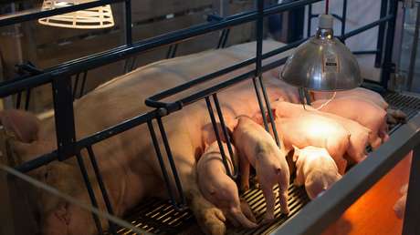 Un multimillonario arremete contra McDonald's por permitir "el sufrimiento innecesario" de cerdos preñados en su cadena de suministros