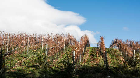 La 'Guerra del vino' ocurre en el sur: la pelea de las bodegas argentinas contra firmas de Chile y EE.UU. por la marca 'Patagonia'