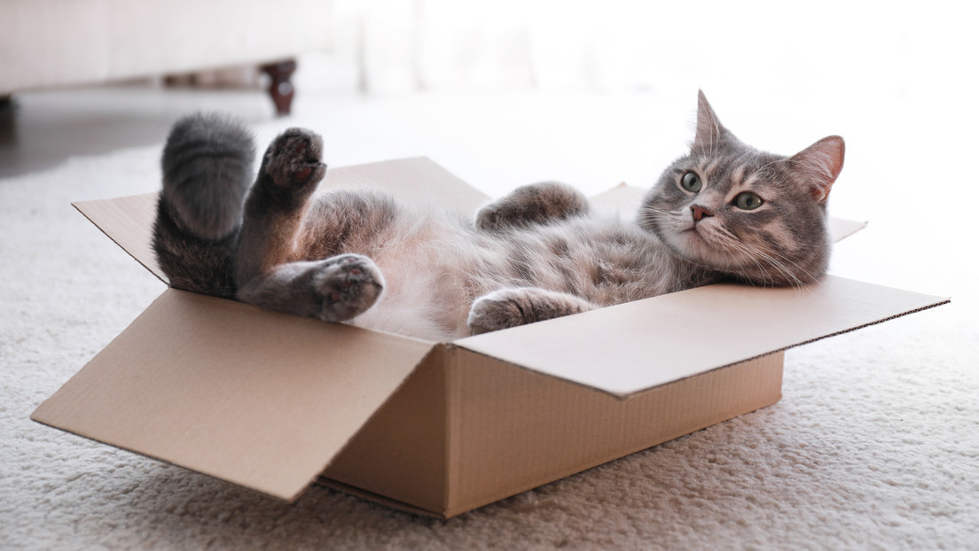 Imponen sanciones contra los gatos rusos y la medida provoca alboroto en China