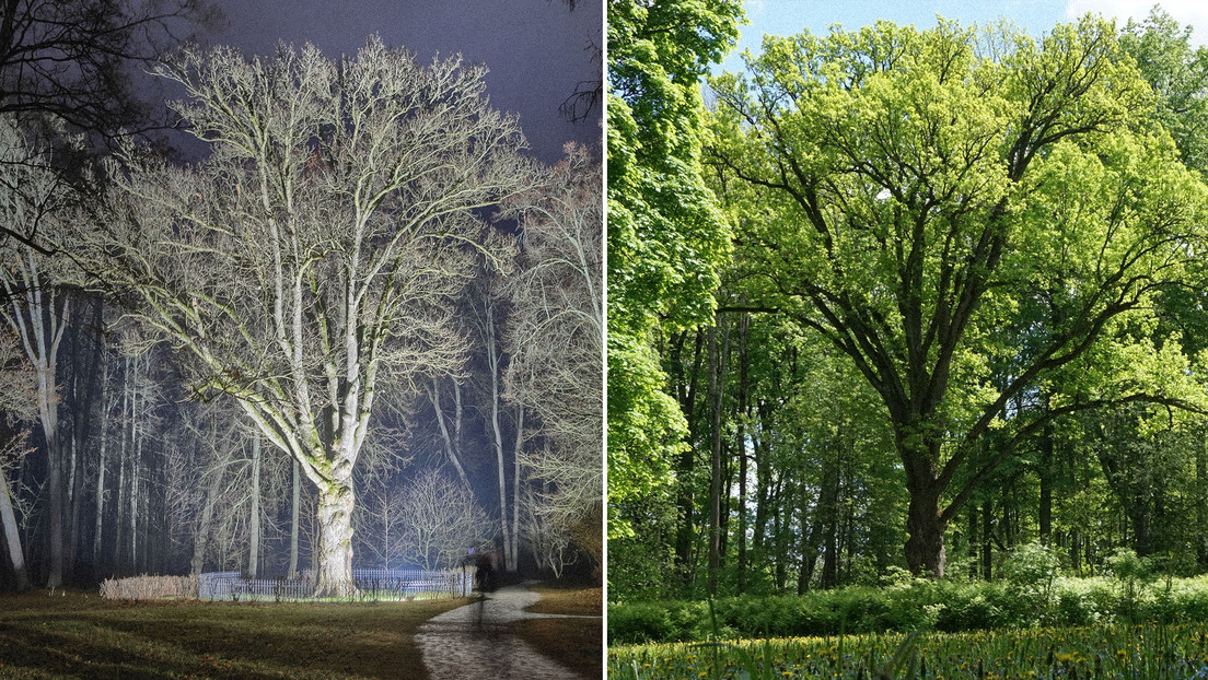 Excluyen de un concurso europeo a un roble plantado por un escritor ruso del siglo XIX en el marco de las sanciones por Ucrania