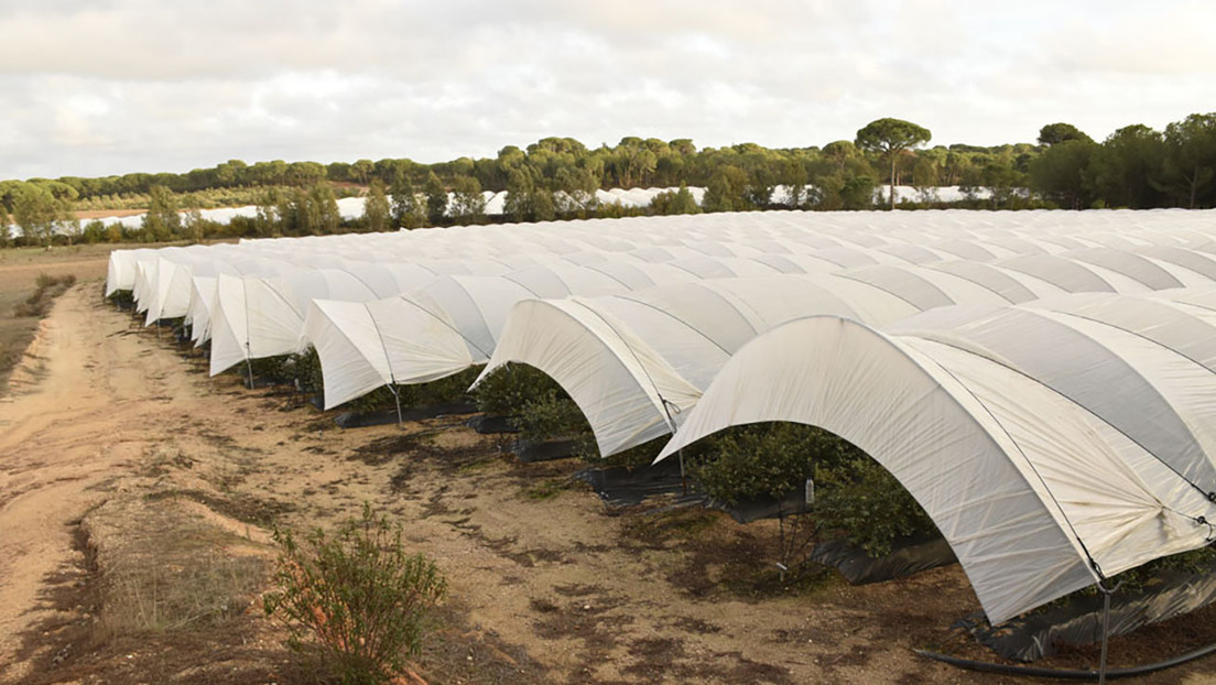 Los principales supermercados europeos piden a un Gobierno regional español que no indulte los regadíos ilegales en el parque nacional de Doñana