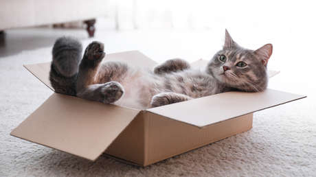 Imponen sanciones contra los gatos rusos y la medida provoca alboroto en China