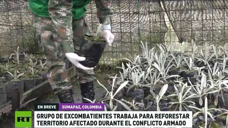 Excombatientes colombianos reforestan territorios afectados por el conflicto armado