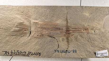 Identifican una nueva especie de calamar vampiro de diez tentáculos que vivió antes de la era de los dinosaurios