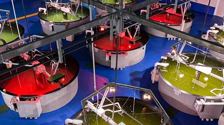 México logra la aprobación para comerciar la carne de totoaba internacionalmente